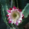 Cereus forbesii